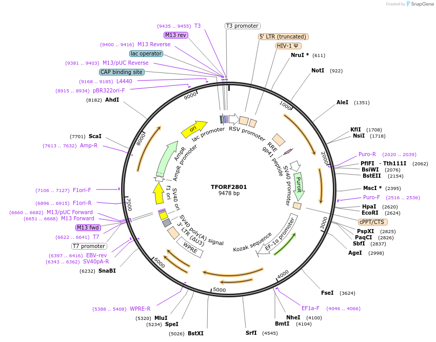 143621-plasmid-map-sequence-id-462950