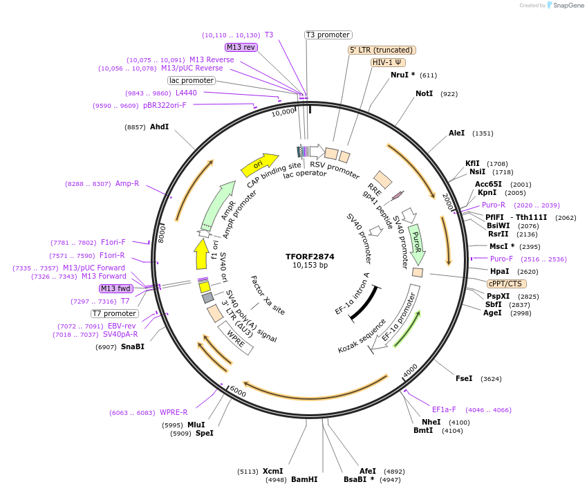 143649-plasmid-map-sequence-id-462951