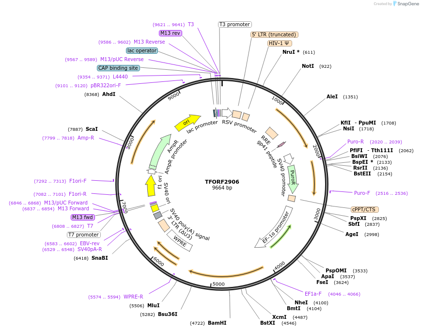143661-plasmid-map-sequence-id-462952