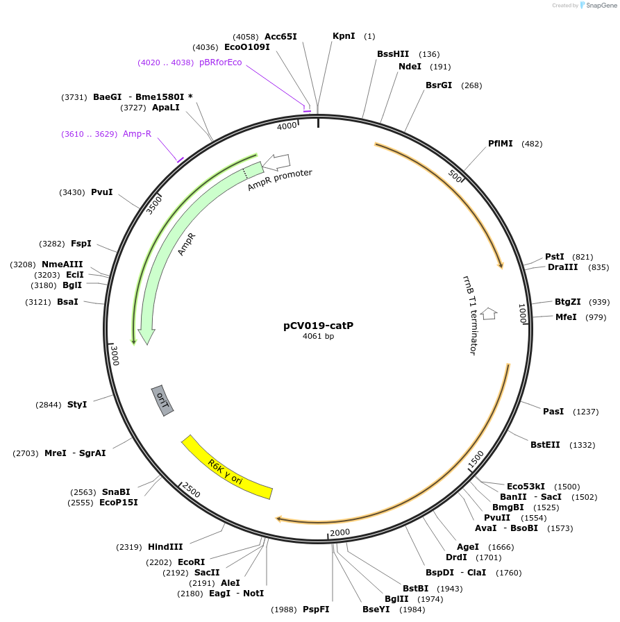 232825-plasmid-map-sequence-id-462956