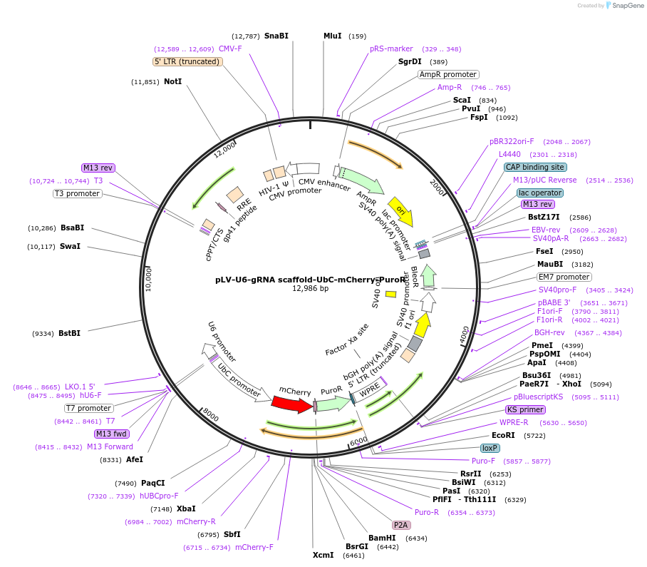 232183-plasmid-map-sequence-id-462960