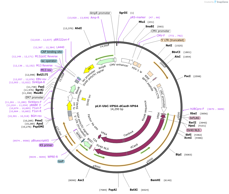 232179-plasmid-map-sequence-id-462962