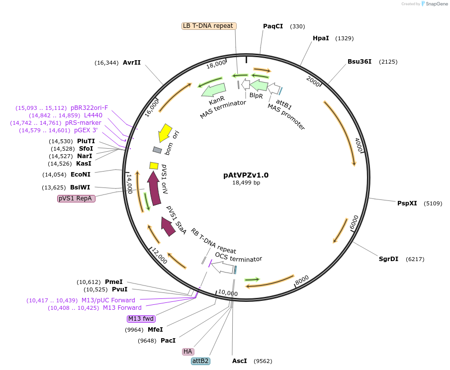 233147-plasmid-map-sequence-id-462963