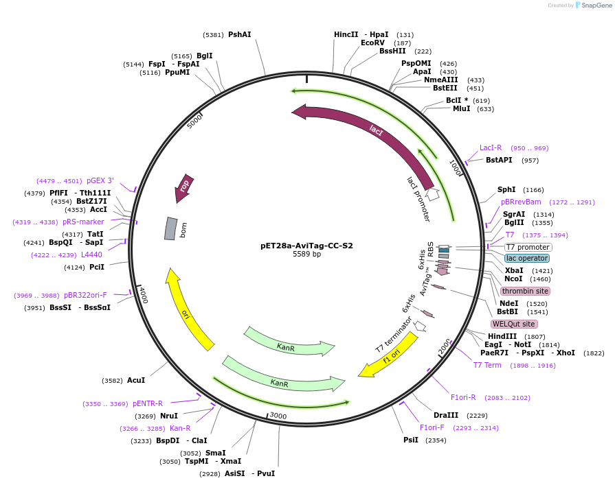 233243-plasmid-map-sequence-id-462964