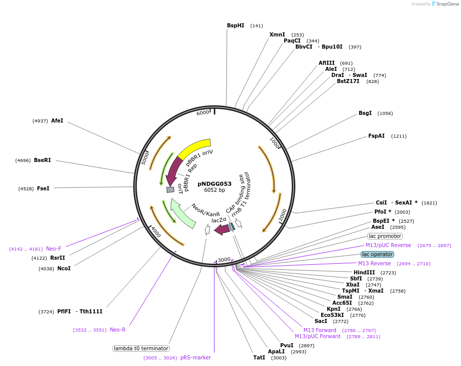 231322-plasmid-map-sequence-id-462969