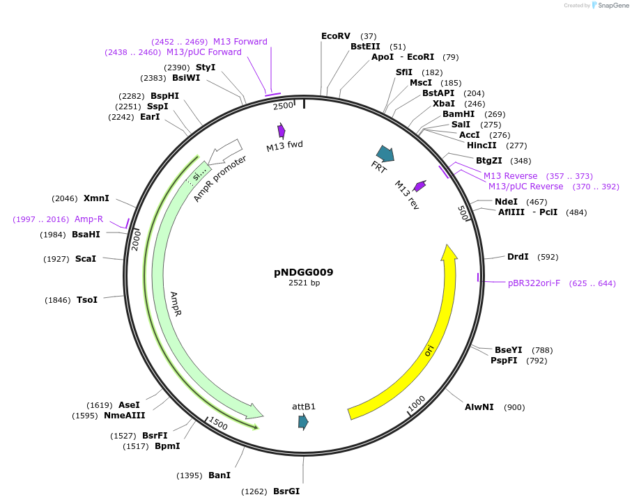 231314-plasmid-map-sequence-id-462970