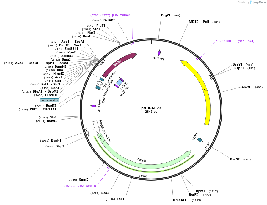 231306-plasmid-map-sequence-id-462978