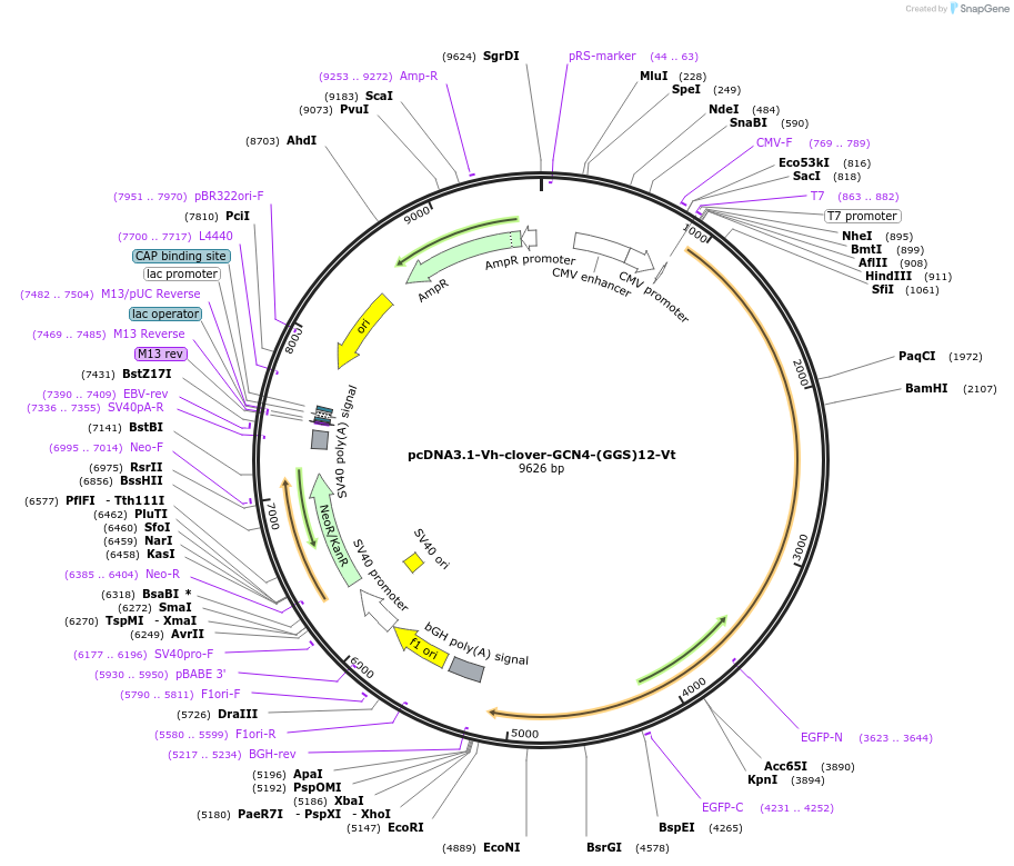 233241-plasmid-map-sequence-id-462980