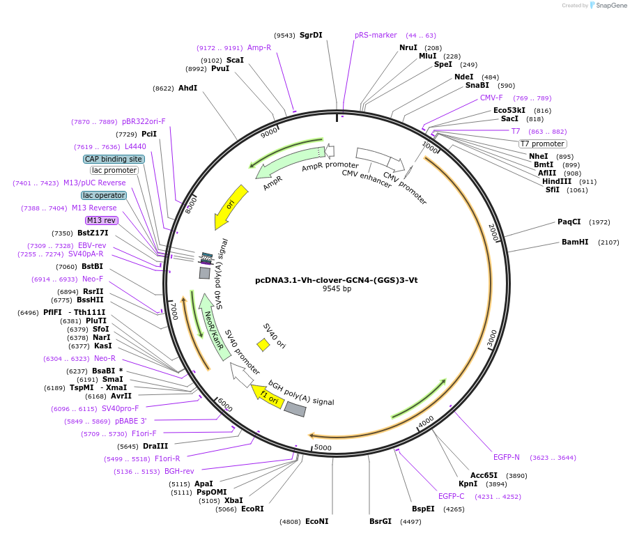 233240-plasmid-map-sequence-id-462981