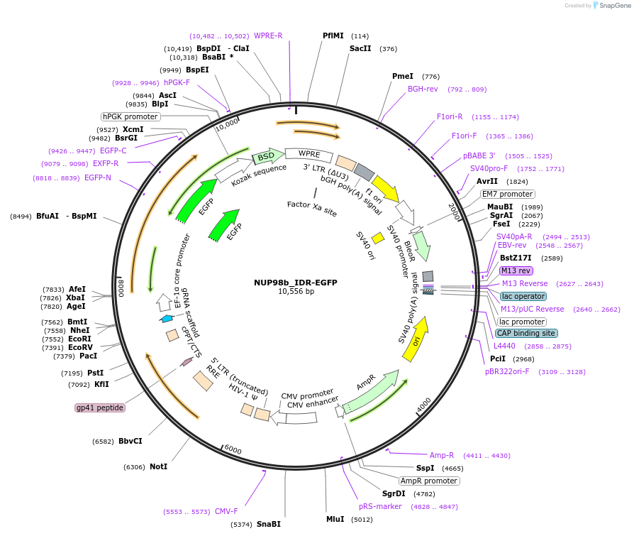 232760-plasmid-map-sequence-id-463037