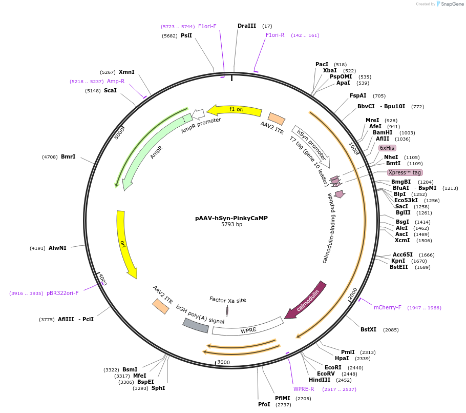 232856-plasmid-map-sequence-id-463041