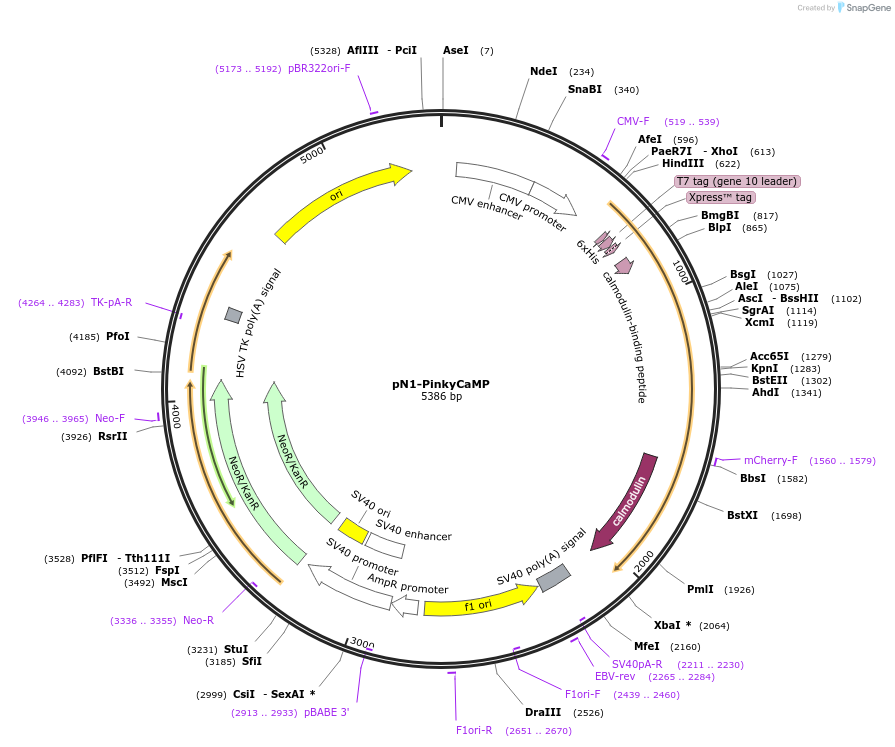 232861-plasmid-map-sequence-id-463043