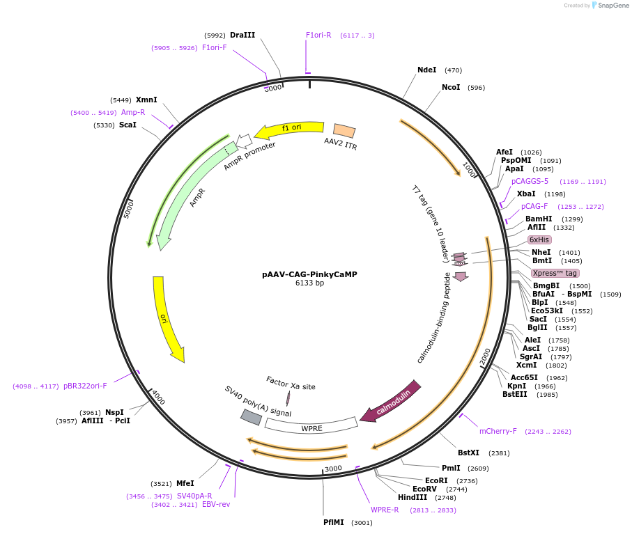 232860-plasmid-map-sequence-id-463044
