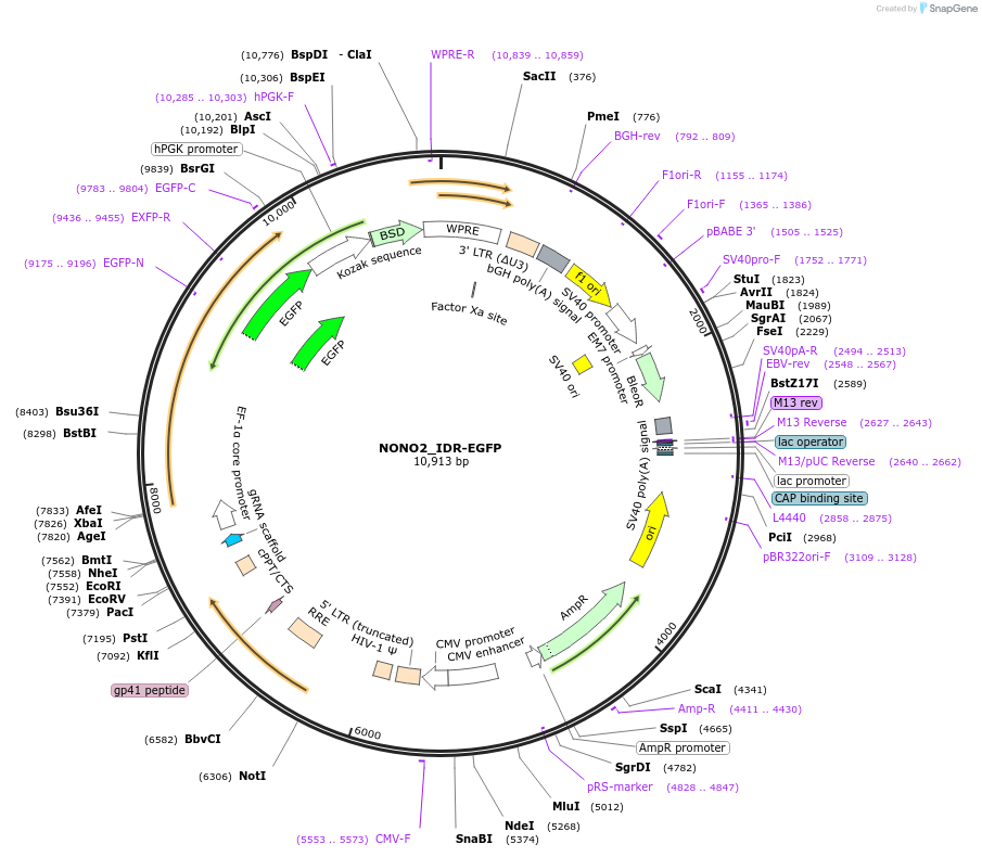 232758-plasmid-map-sequence-id-463046