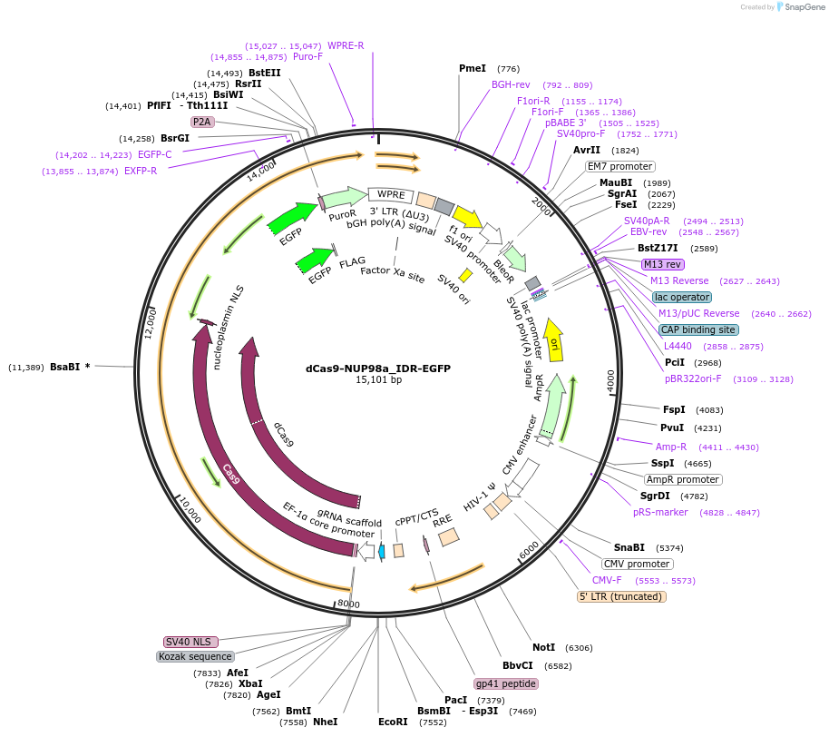 232766-plasmid-map-sequence-id-463047
