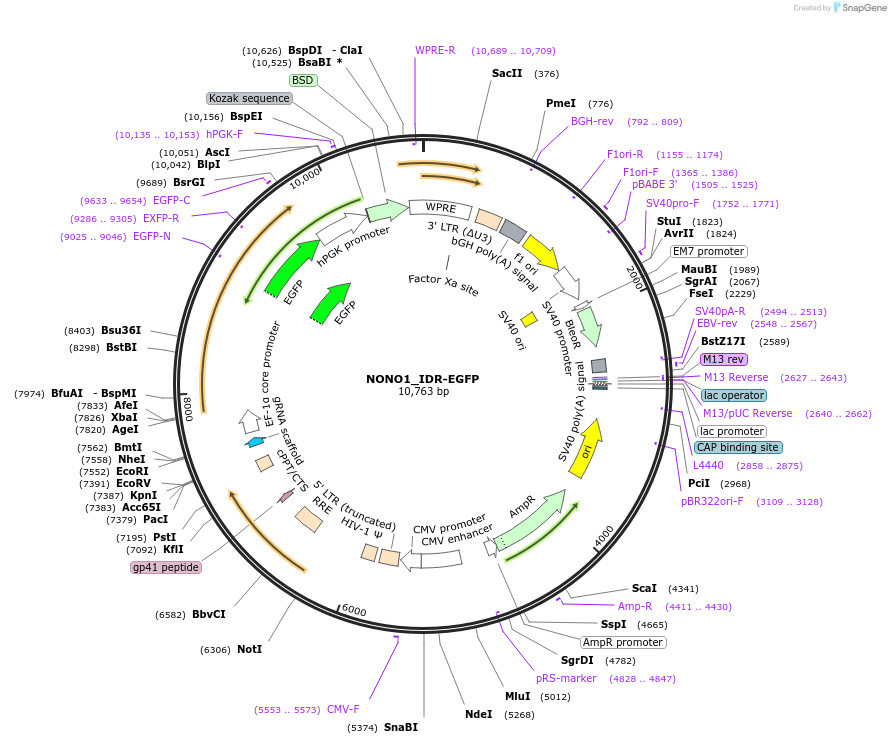 232757-plasmid-map-sequence-id-463048