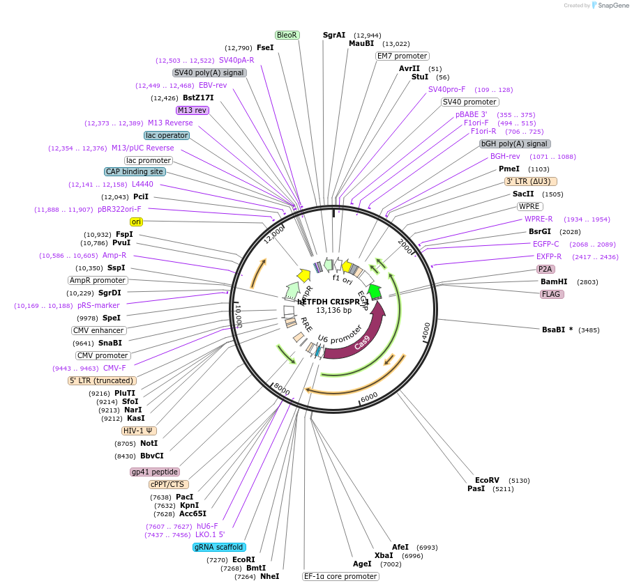 232309-plasmid-map-sequence-id-463051