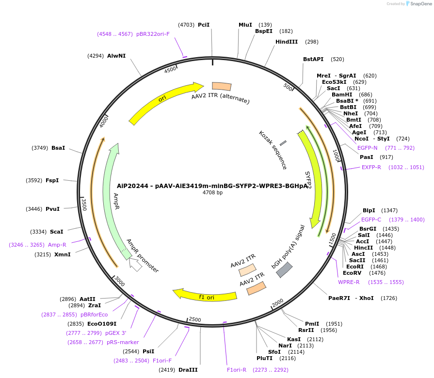 233583-plasmid-map-sequence-id-463074