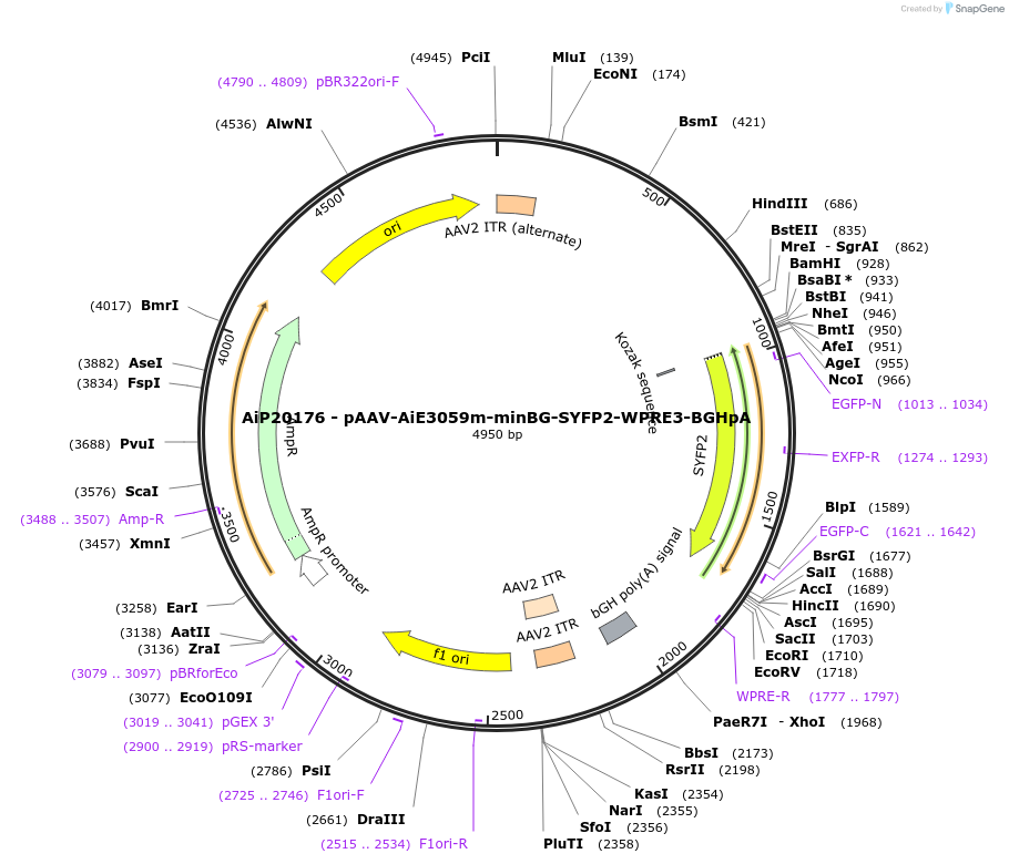 233580-plasmid-map-sequence-id-463077