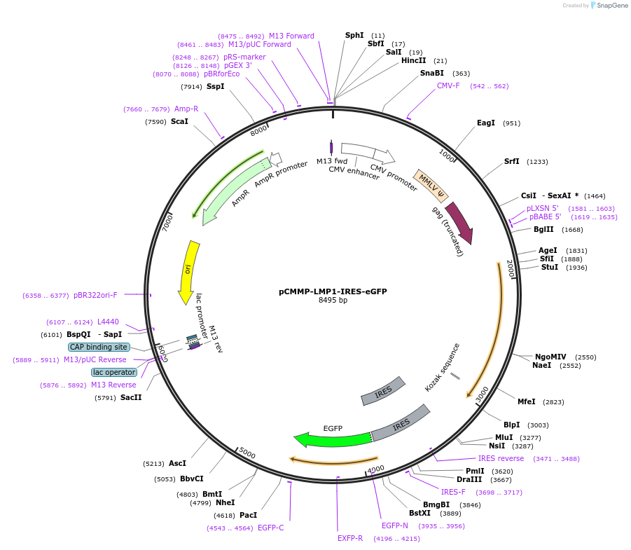 36955-plasmid-map-sequence-id-46311