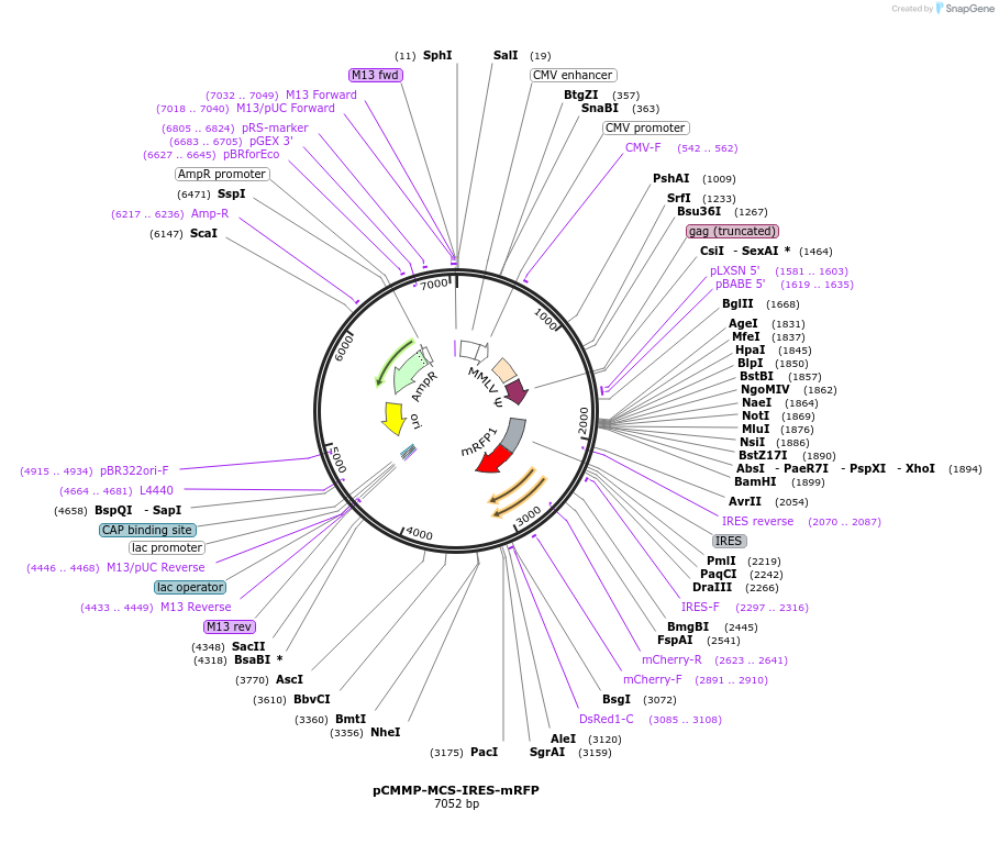 36972-plasmid-map-sequence-id-46312