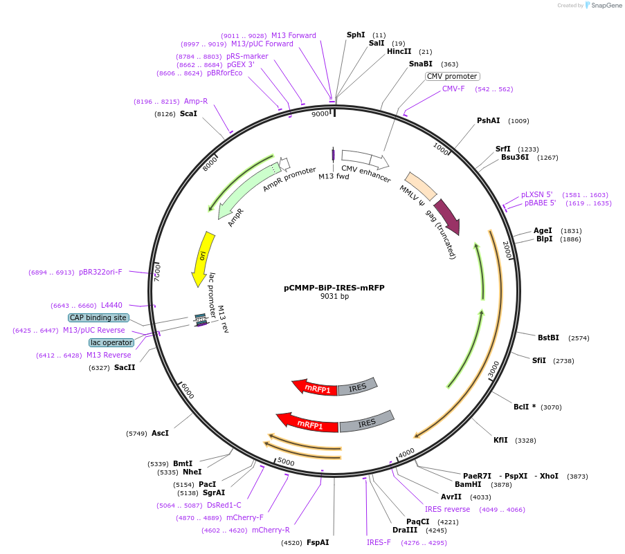 36975-plasmid-map-sequence-id-46315