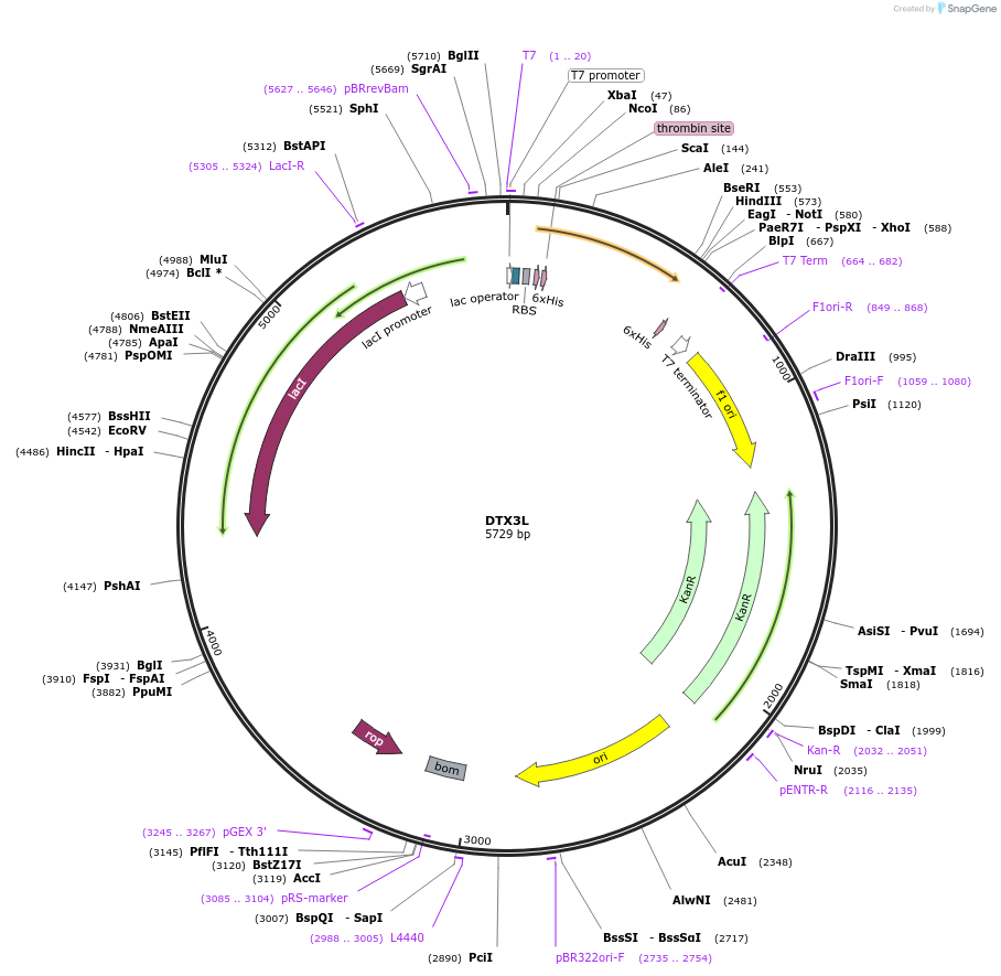 28266-plasmid-map-sequence-id-463306