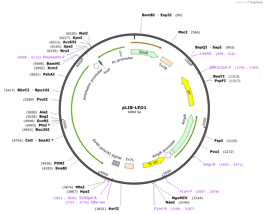463312_map