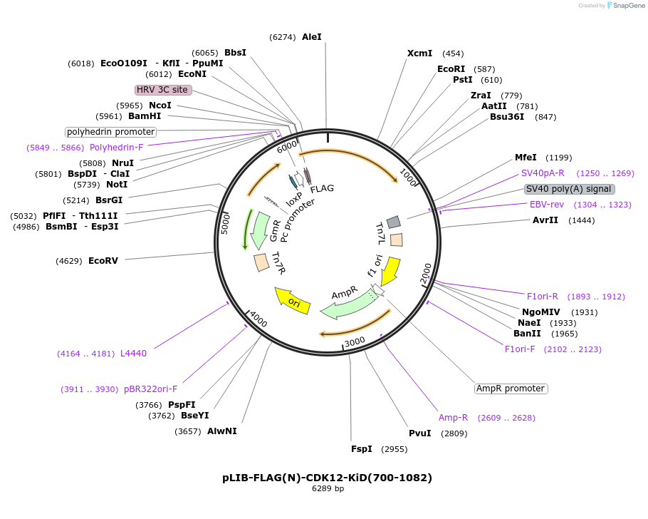 463313_map