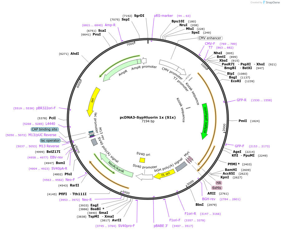 37003-plasmid-map-sequence-id-46353