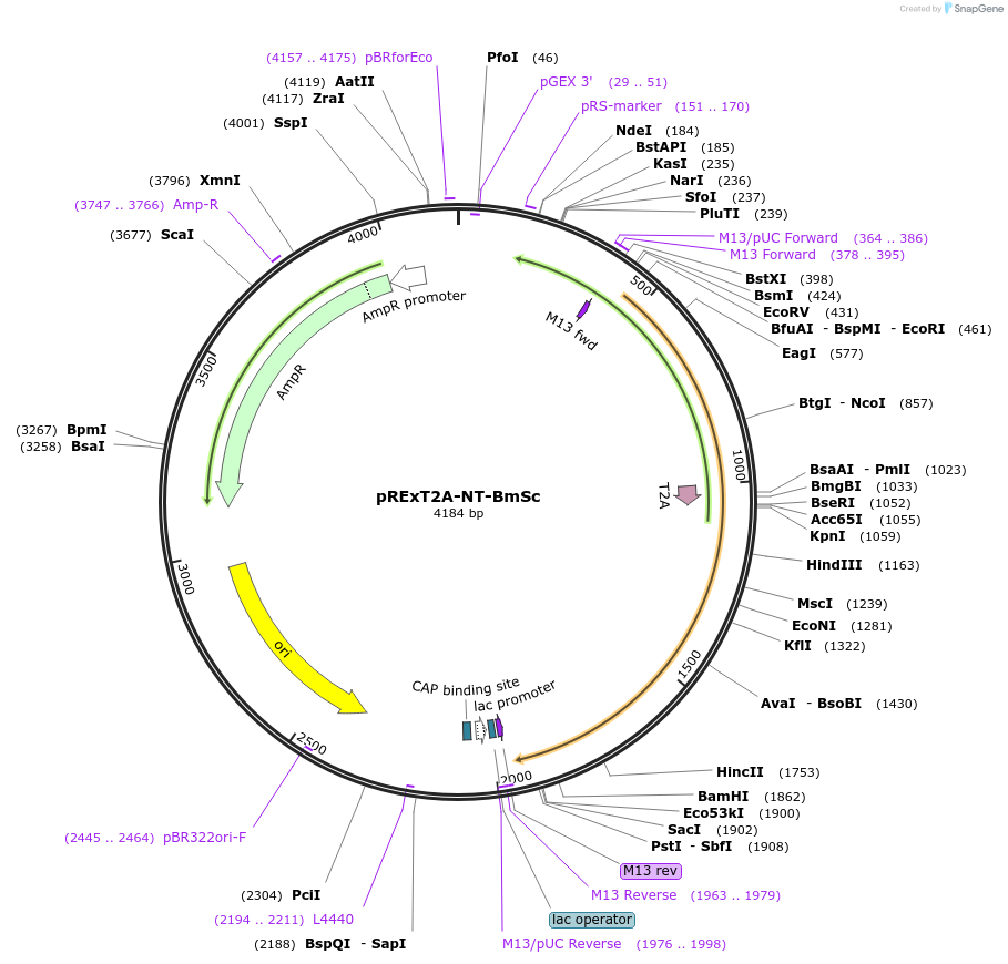 232205-plasmid-map-sequence-id-463540