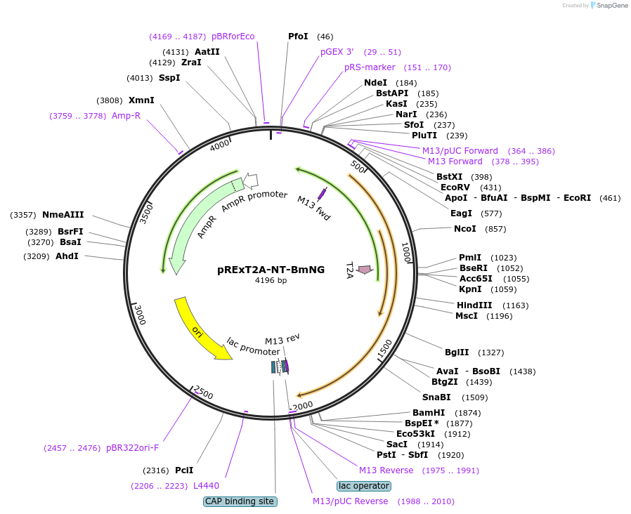 232204-plasmid-map-sequence-id-463546