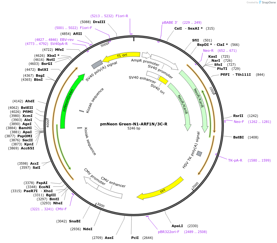 202433-plasmid-map-sequence-id-463549
