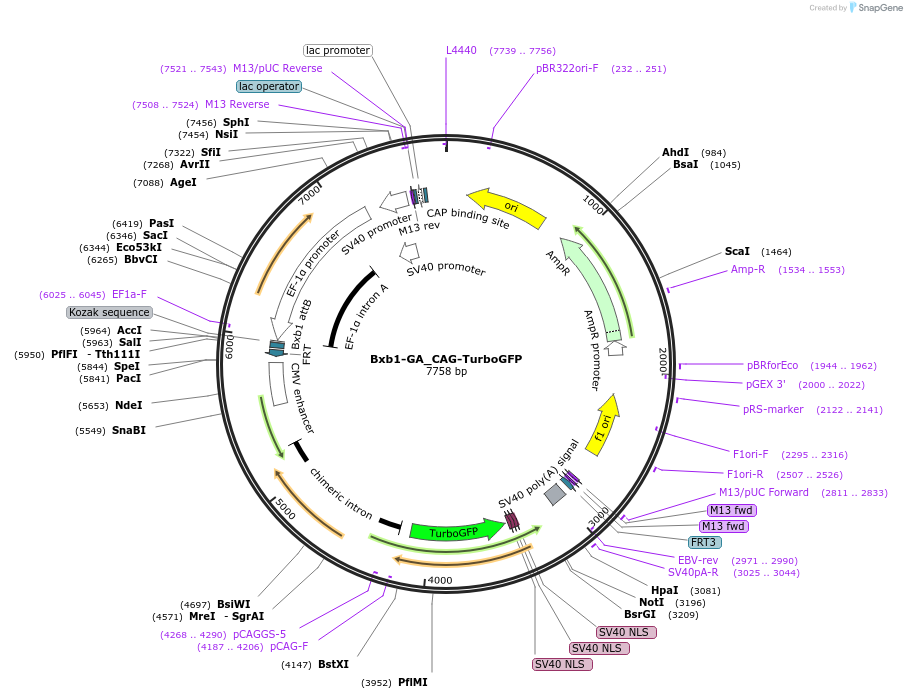 229781-plasmid-map-sequence-id-463598