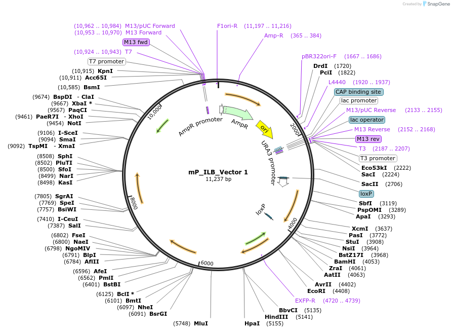 232193-plasmid-map-sequence-id-463610