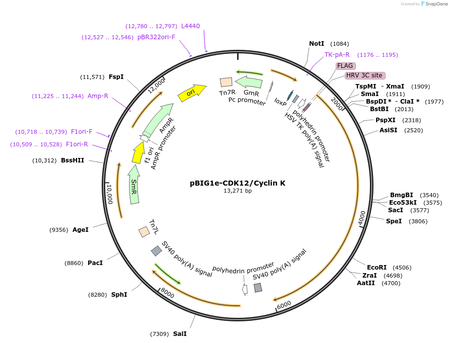 231730-plasmid-map-sequence-id-463616