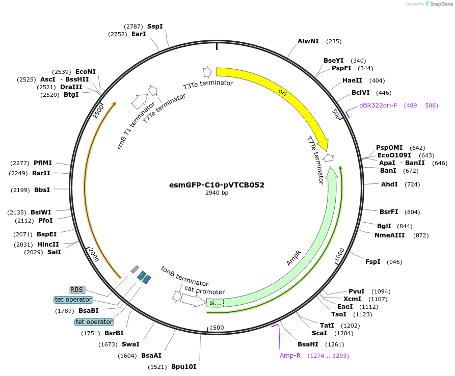 231303-plasmid-map-sequence-id-463619