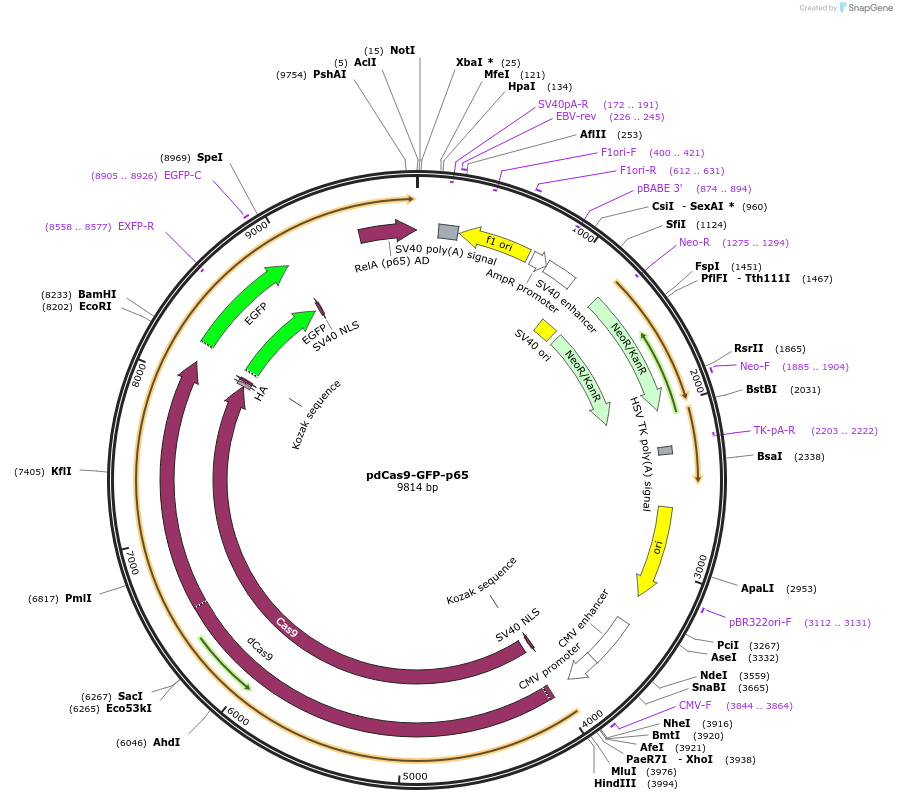 232630-plasmid-map-sequence-id-463624