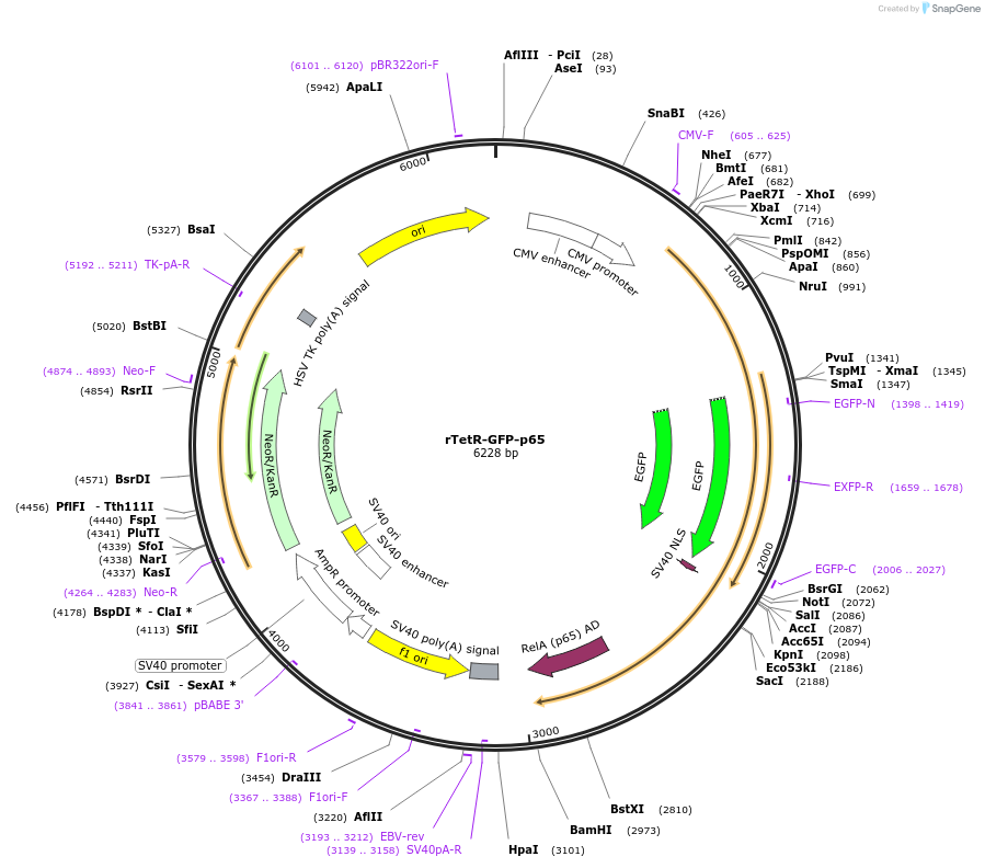 232633-plasmid-map-sequence-id-463626