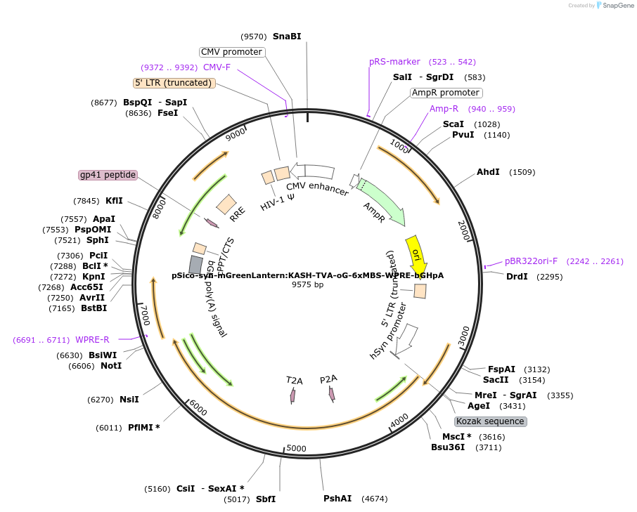 231010-plasmid-map-sequence-id-463642
