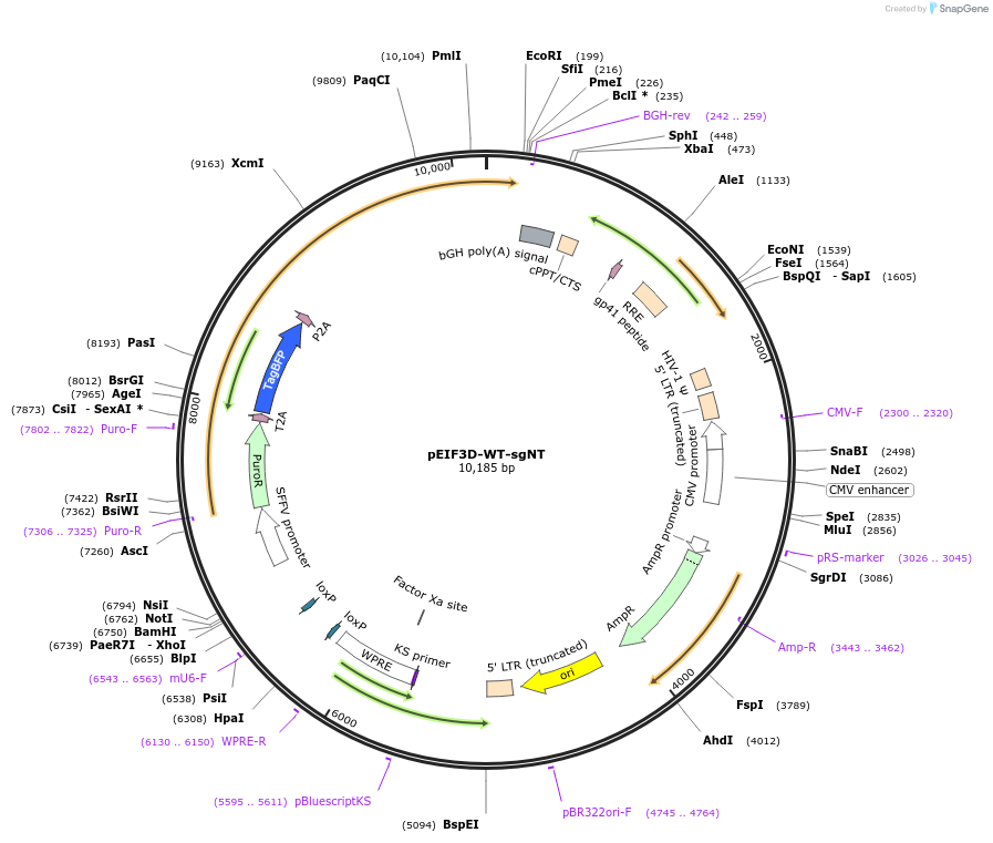 222120-plasmid-map-sequence-id-463644
