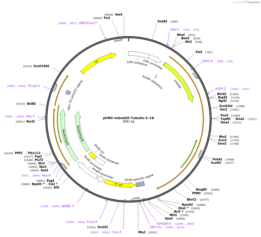 231779-plasmid-map-sequence-id-463668