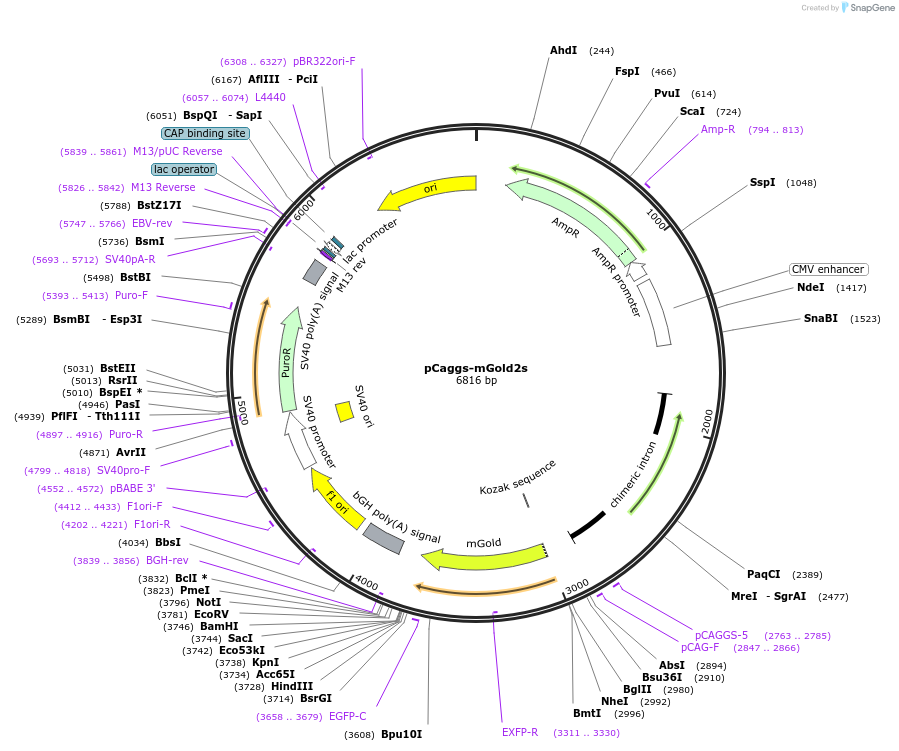 231763-plasmid-map-sequence-id-463671