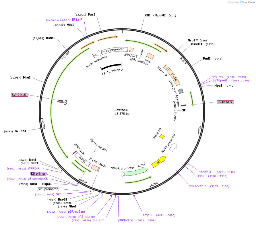 233661-plasmid-map-sequence-id-463755