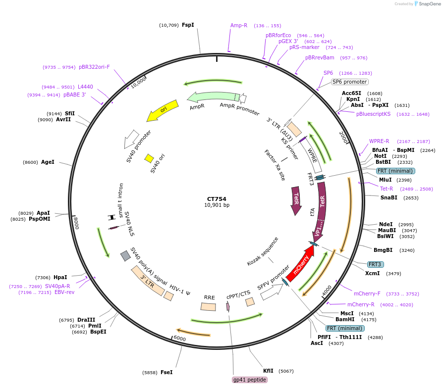233659-plasmid-map-sequence-id-463756