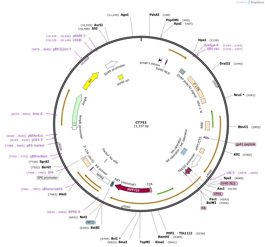 233657-plasmid-map-sequence-id-463757