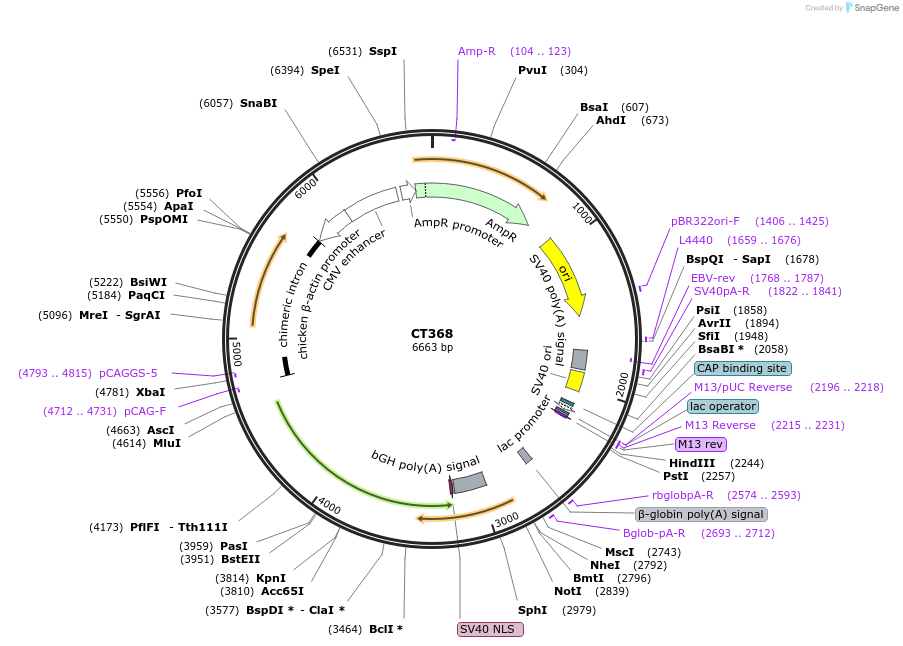 233680-plasmid-map-sequence-id-463758