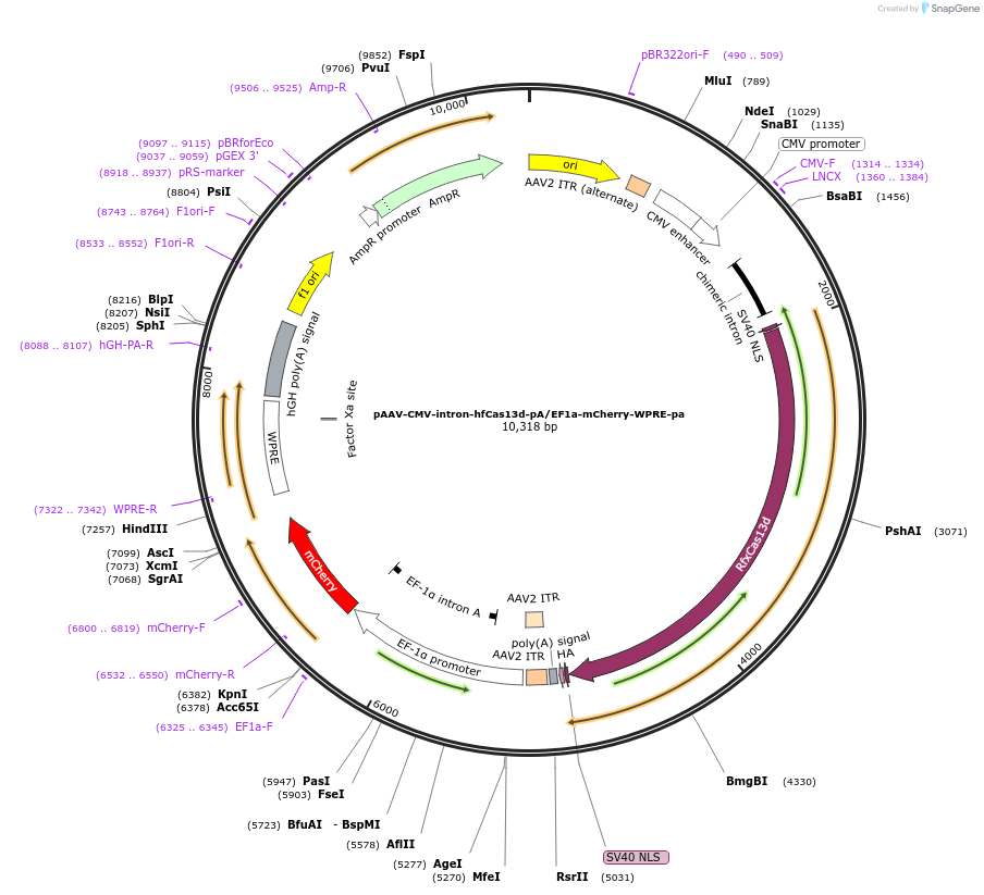 233034-plasmid-map-sequence-id-463768