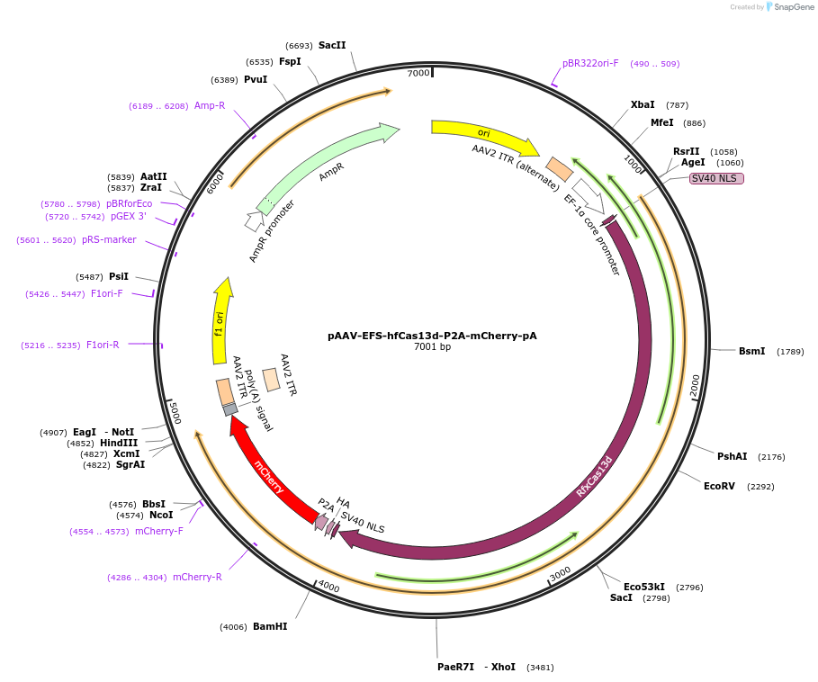 233026-plasmid-map-sequence-id-463769