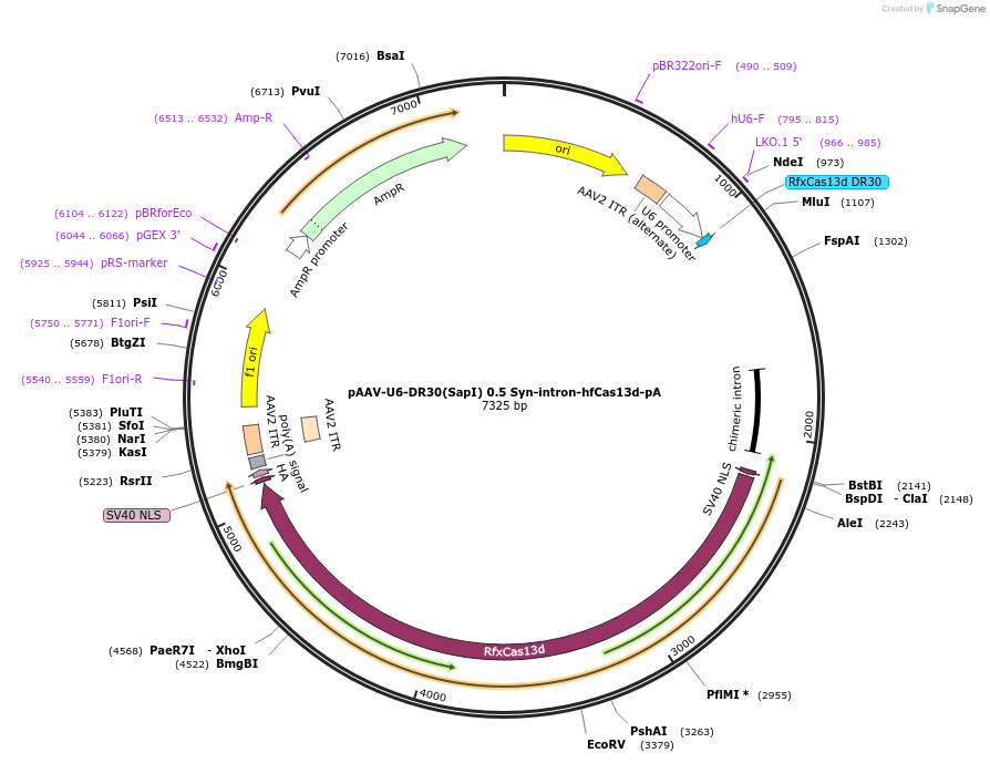 233039-plasmid-map-sequence-id-463773